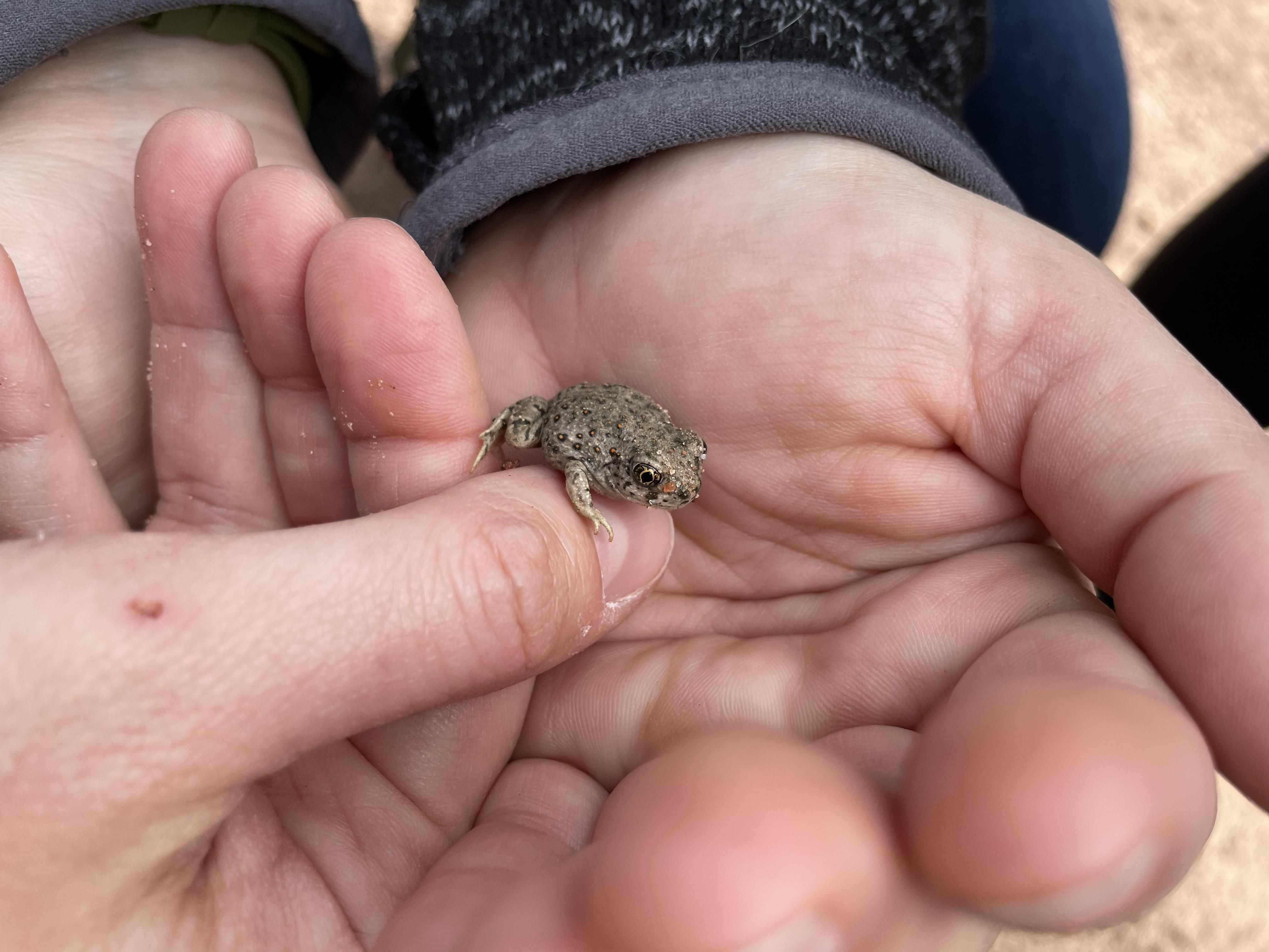 Spadefoot Toadlet 